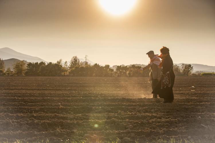 Karakılçık tohumuyla hem kuraklıkla hem yoksullukla mücadele