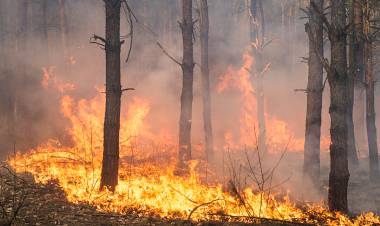 Buca'da orman alanında yangın söndürüldü