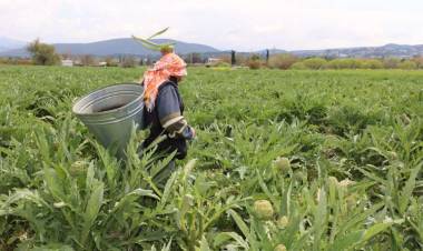 Urla Enginar Günleri 28 Nisan'da Başlıyor!