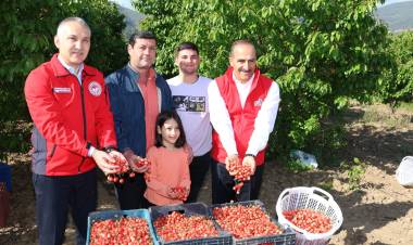 2023’ün İlk Kirazı Hasat Edildi!