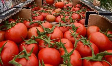 Rusya, Türkiye'den Aldığı Domateste Kotayı Artırdı!