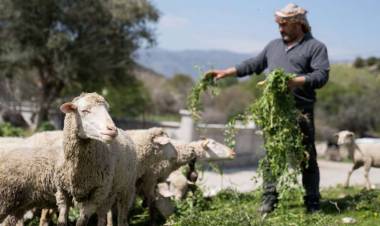 İzmir’de Kuraklığa Ve Susuzluğa dayanıklı Yem Bitkileri Üretiliyor!