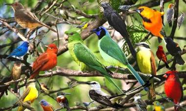 Avrupa'da Her Yıl 20 Milyon Kuş Yok Oluyor!