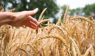 Korkut, ''Buğday Taban Fiyatı En Az 11 Lira Olmalı''