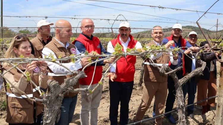 Türk Üzümü Dünya Sofralarına Kalıntısız Ulaşıyor!