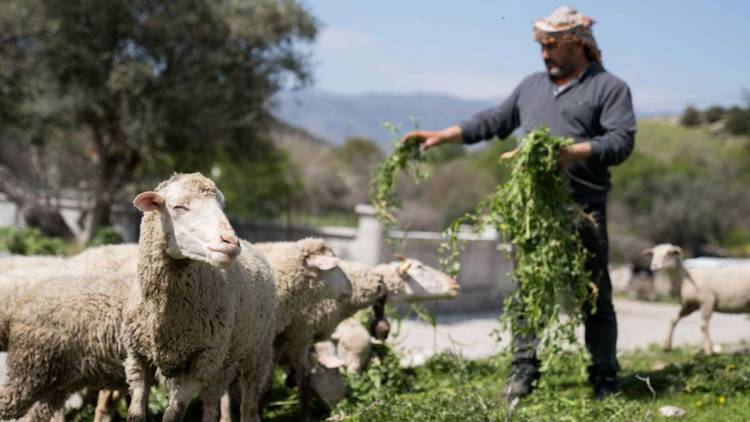 İzmir’de Kuraklığa Ve Susuzluğa dayanıklı Yem Bitkileri Üretiliyor!