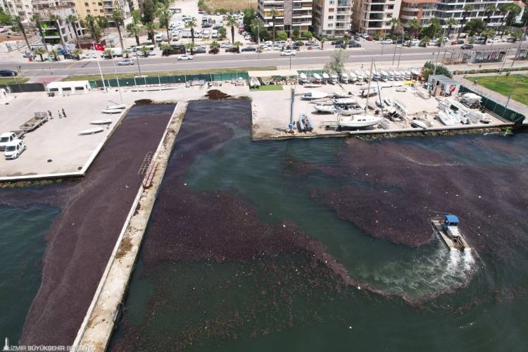 Bostanlı Sahilinde Deniz Marulu Temizliği!