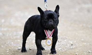 İzmir'de Köpekle Kros Etkinliği Düzenlendi!