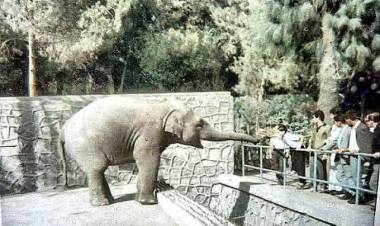 Pak Bahadır Efsanesi Ölümsüzleşiyor!