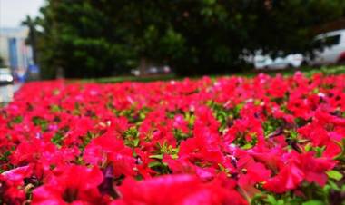 İzmir Çiçek Açtı!