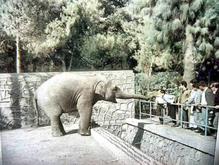 Pak Bahadır Efsanesi Ölümsüzleşiyor!