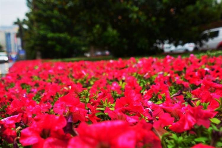 İzmir Çiçek Açtı!