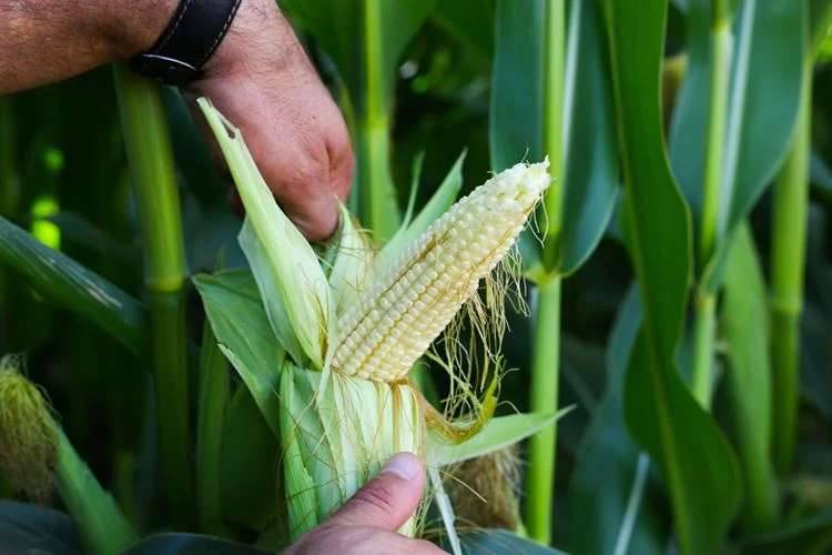 "Üretimi Çok, Bereketi Yok"