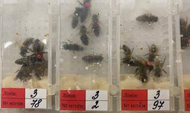 Şimdi de Arı Kaçakçılığı!