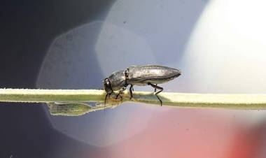 Sakın Öldürmeyin!