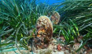 Yaşayan Körfez Sergisi İzmirlilerle Buluşuyor!