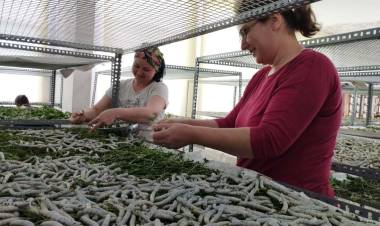 Ödemişli Kadınlar İpekböcekçiliği Geleneğini Sürdürmekte Kararlı!