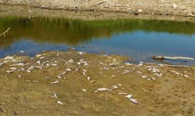 Menderes'te Su Kalmadı, Yüzlerce Balık Öldü!