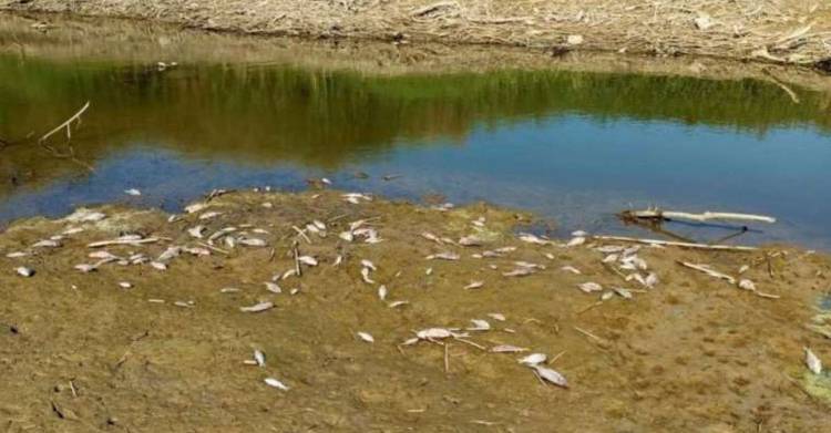 Menderes'te Su Kalmadı, Yüzlerce Balık Öldü!