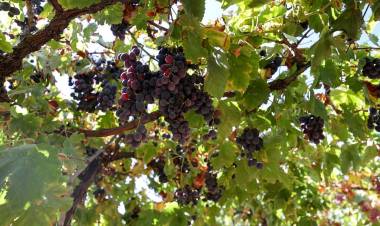 Buca Bağlarında Hasat Başladı!