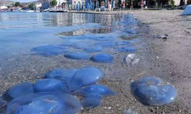 İzmir'de Denizanası İstilası Görüntülendi!