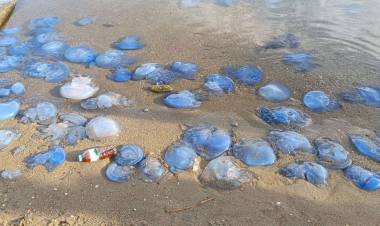 Deniz Anası Pisliğe Gelir!