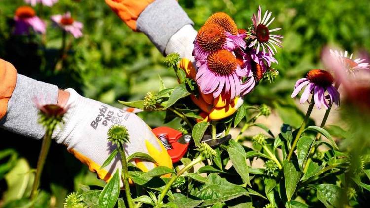 Seferihisar Tarımının Yeni Yıldızı: Ekinezya